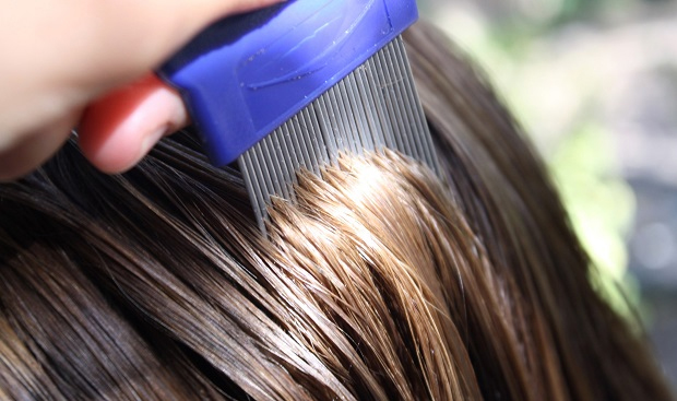 LOS PIOJOS SOBREVIVEN HASTA 48 HORAS FUERA DE LA CABEZA